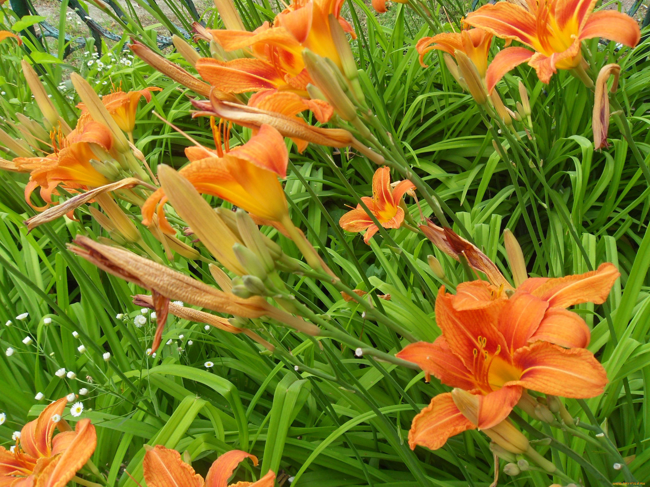 Лилия оранжевый лилейник